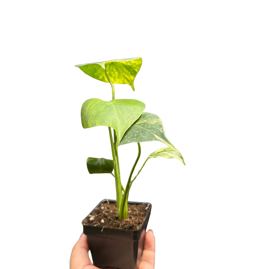 Monstera Deliciosa 'Yellow Marilyn'