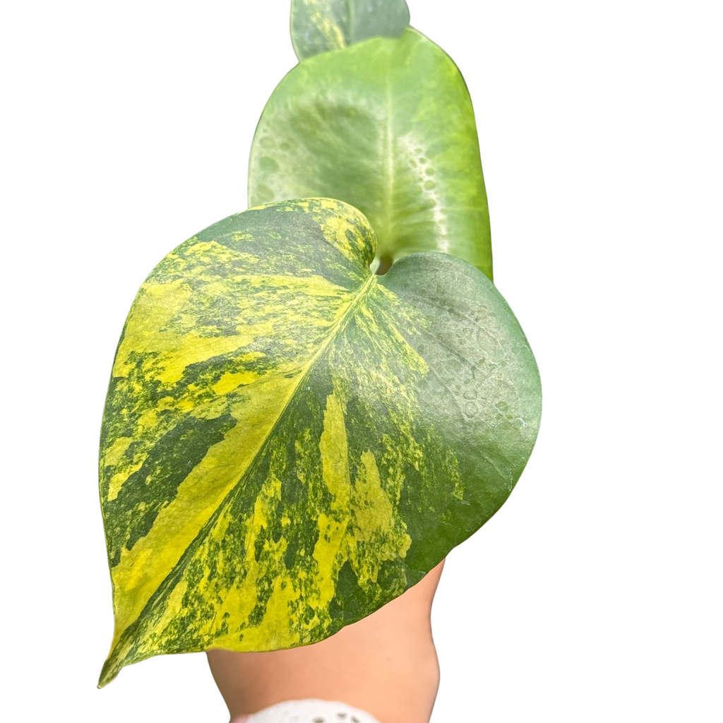 Monstera Deliciosa 'Yellow Marilyn'