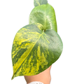 Monstera Deliciosa 'Yellow Marilyn'