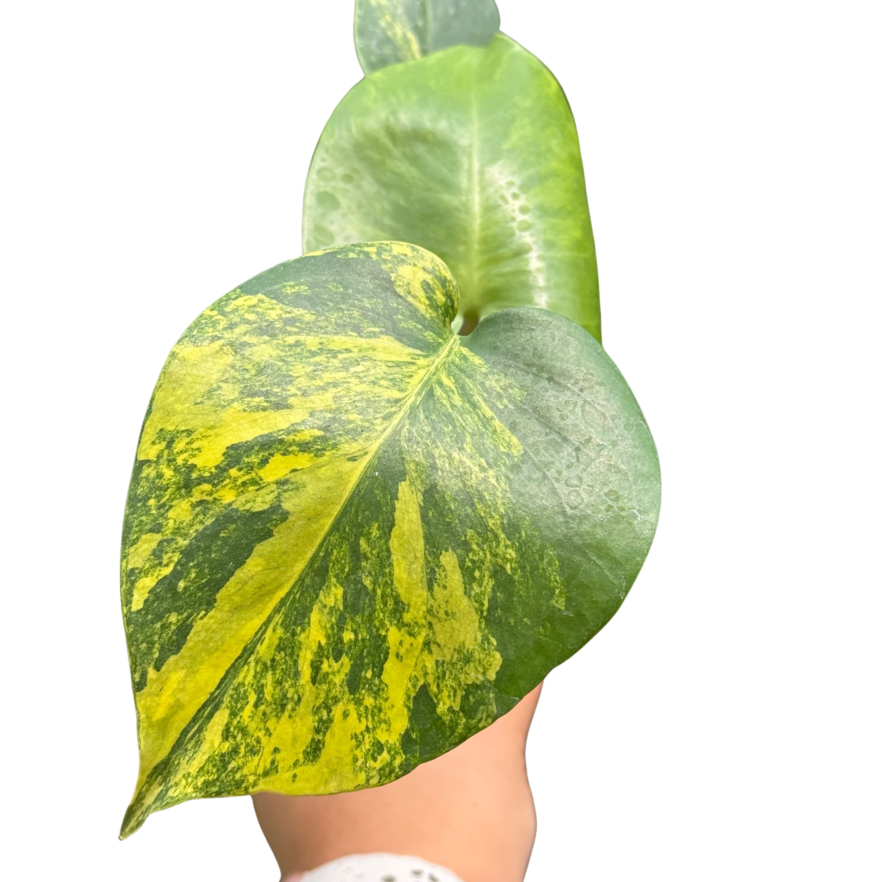 Monstera Deliciosa 'Yellow Marilyn'