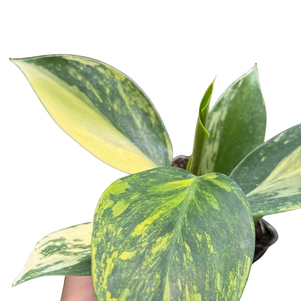 Philodendron 'White Wizard' Tricolor