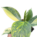 Philodendron 'White Wizard' Tricolor