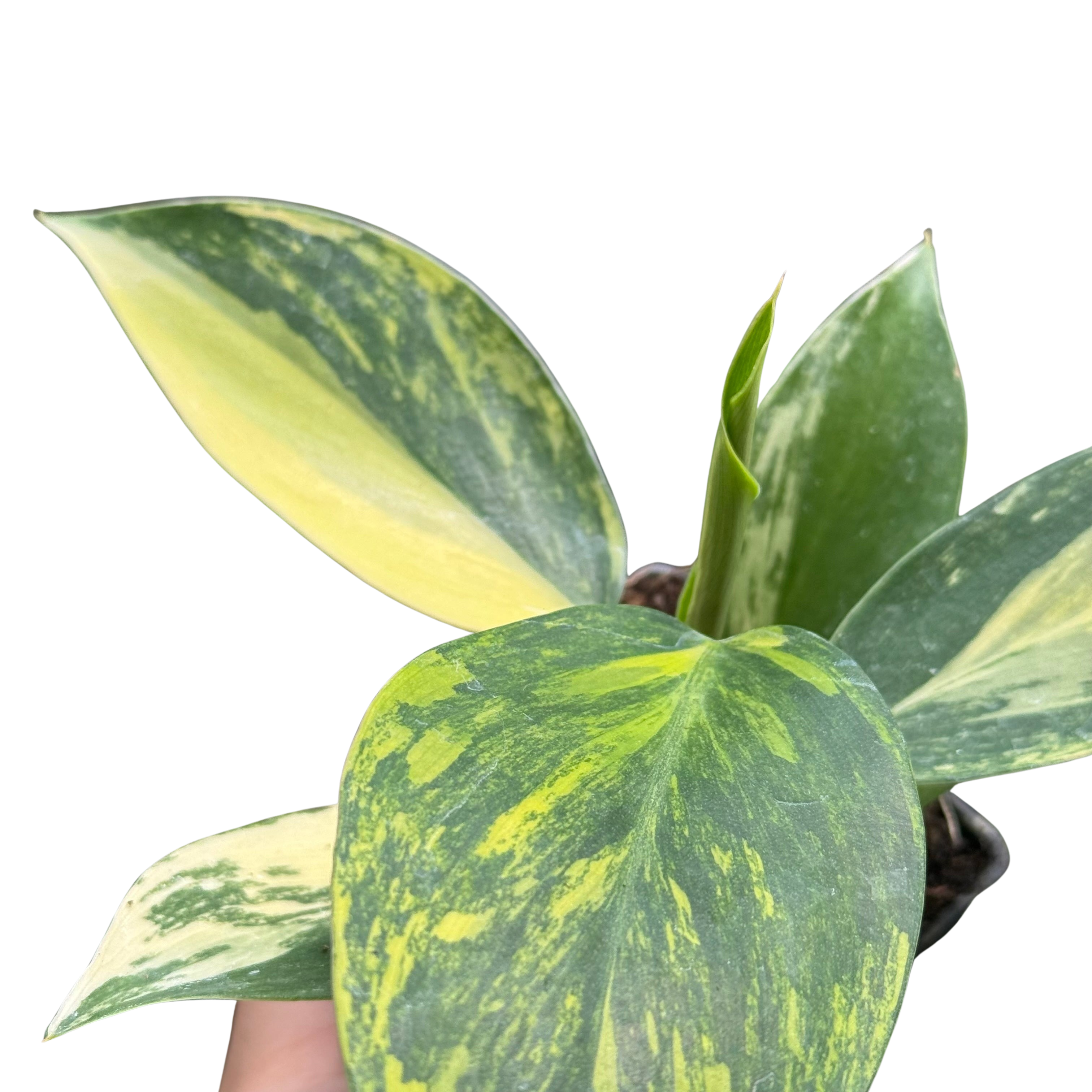 Philodendron 'White Wizard' Tricolor