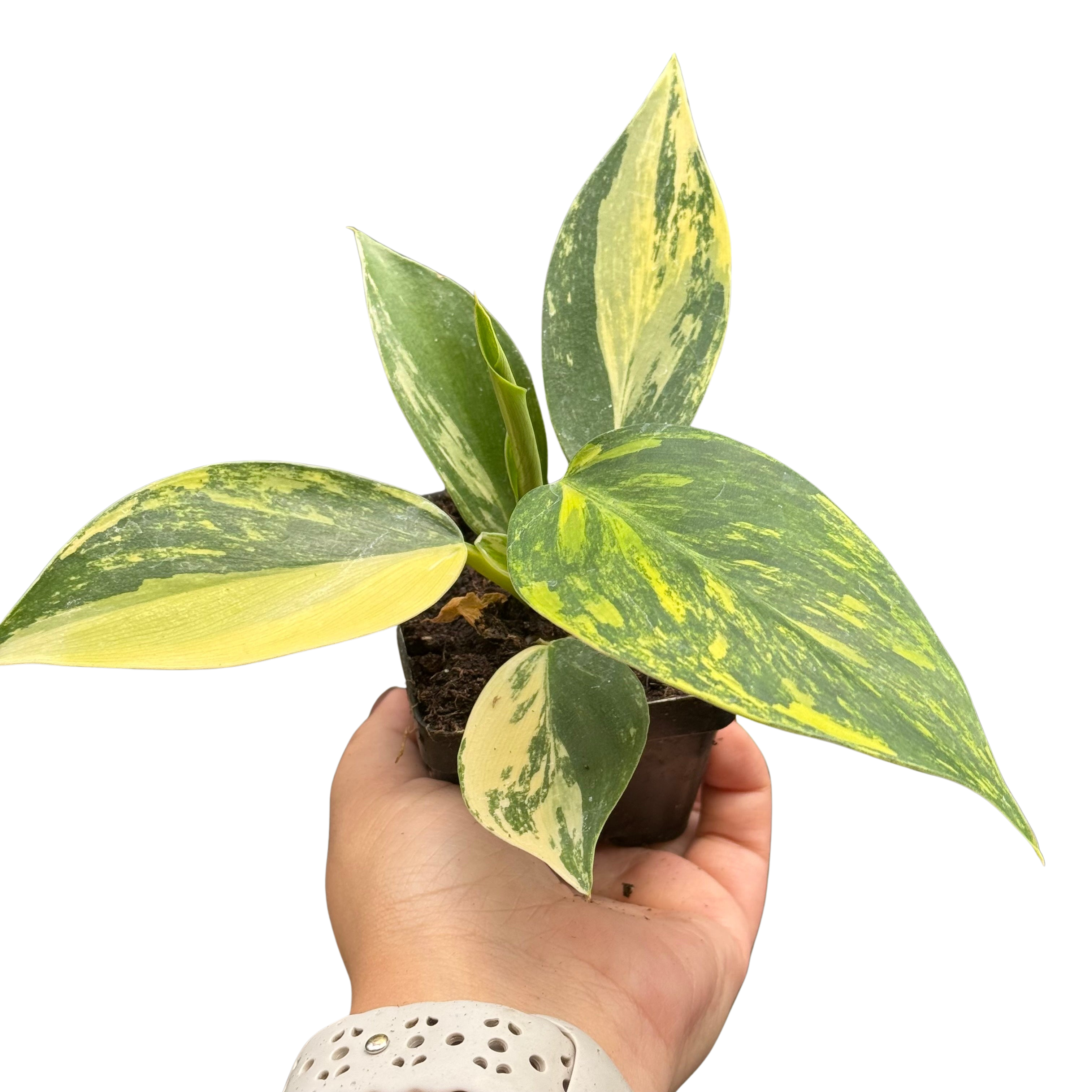 Philodendron 'White Wizard' Tricolor